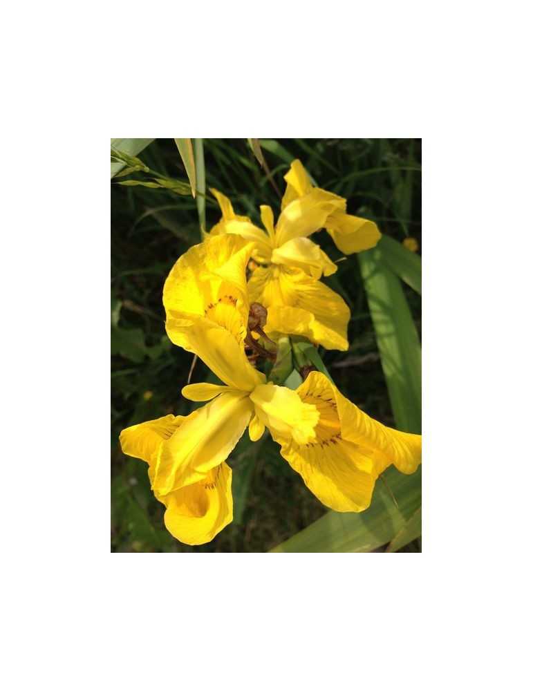 Golden Iris - Blütenessenzen - Mamboya
