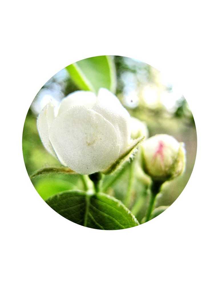 Pear - All Flower Essences - Mamboya