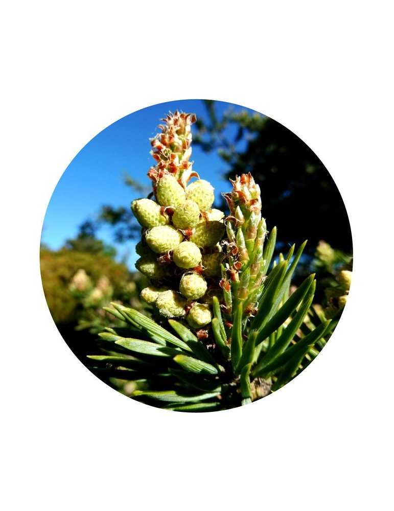 Pine - All Flower Essences - Mamboya