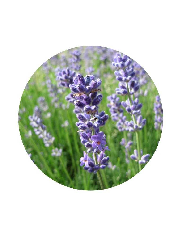 Lavender - All Flower Essences - Mamboya
