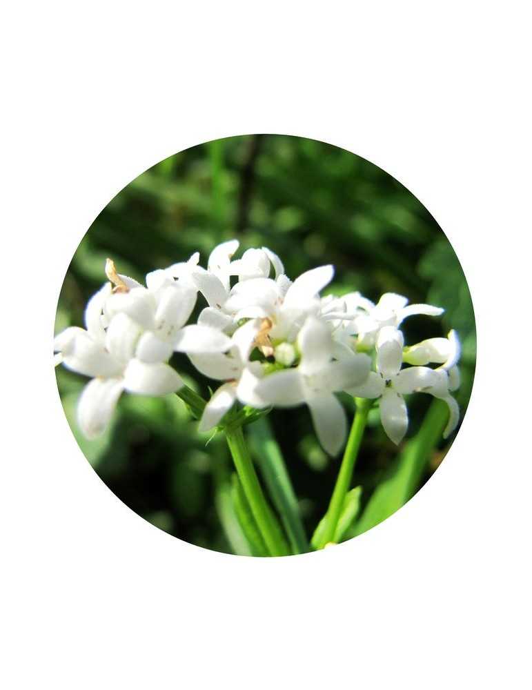 Sweetscented Bedstraw - Research Essences - Mamboya
