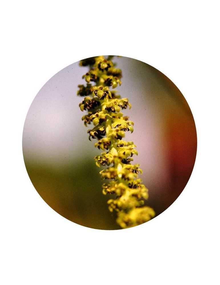 Walnuss Pollen