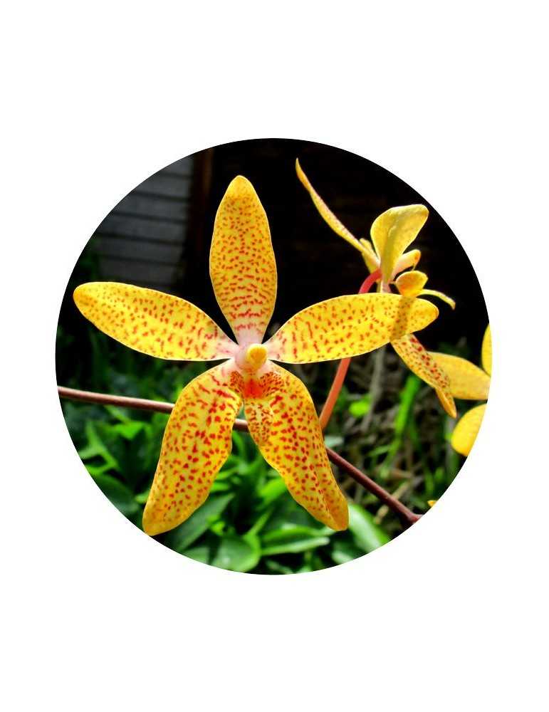 Work - Orchid Collection - Mamboya
