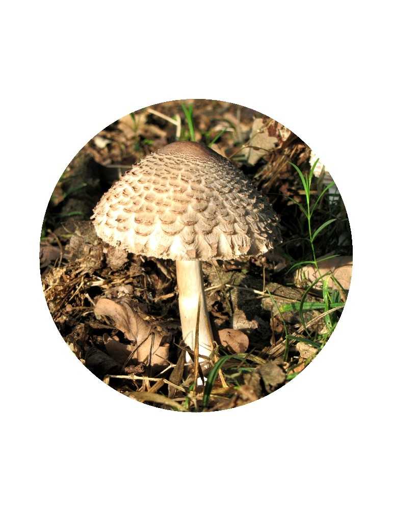 Parasol - Mushroom Essences - Mamboya