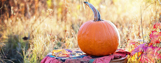 Pumpkin - The Teacher