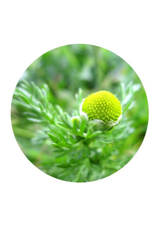 Pineapple Weed