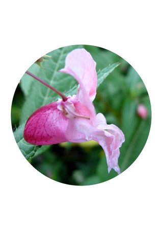 Indian Balsam