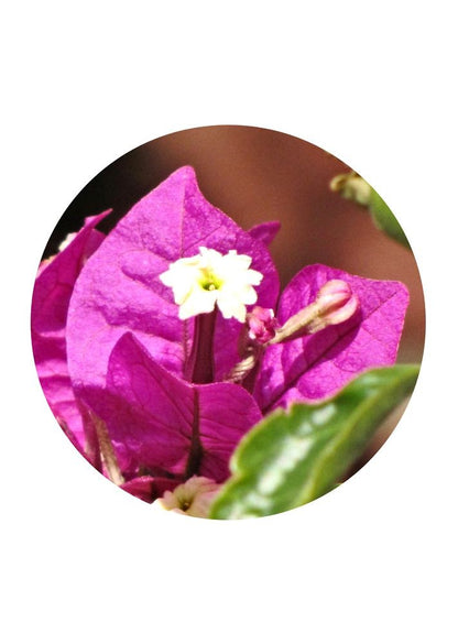 Bougainvillea