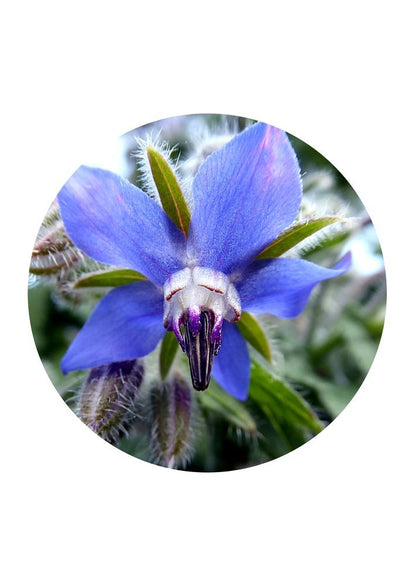 Borage