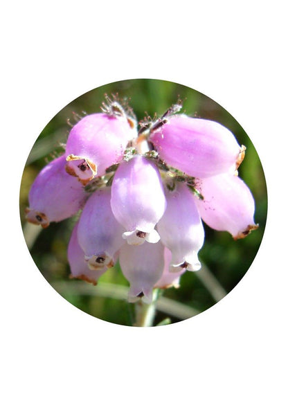 Cross-leaved Heath