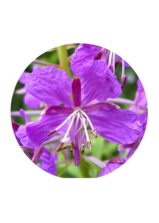 The Female Healer - Willowherb