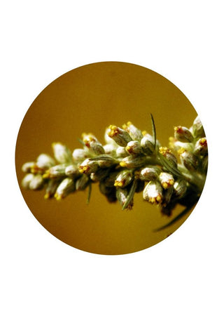 The sister: Mugwort