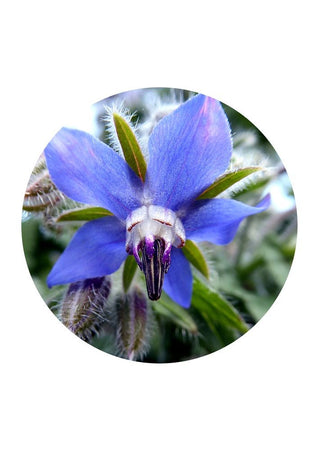 The mourner - Borage