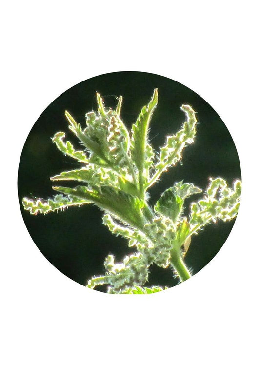 Stinging Nettle