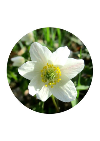 Wood Anemone