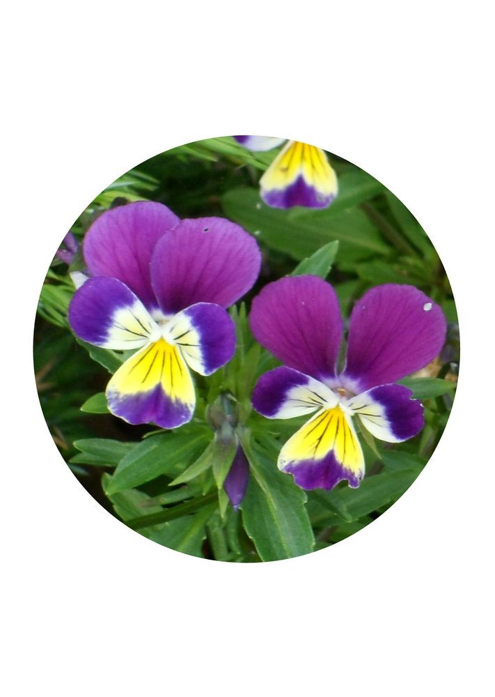 Heartsease