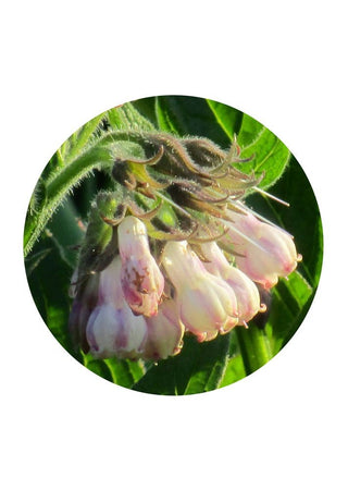 Comfrey