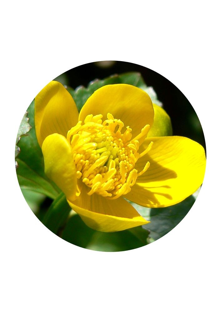 Marsh Marigold