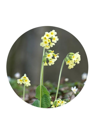 Oxlip