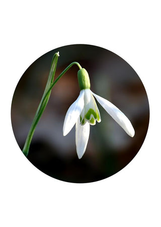 Snowdrop