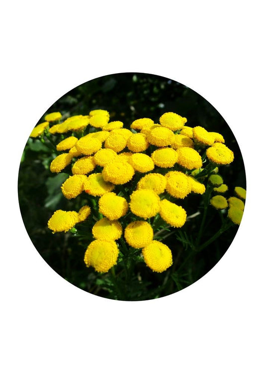 Tansy