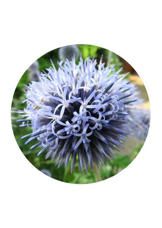 Globe-Thistle