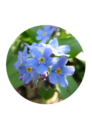 Forget-Me-Not