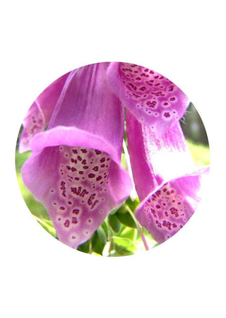 Red Foxglove