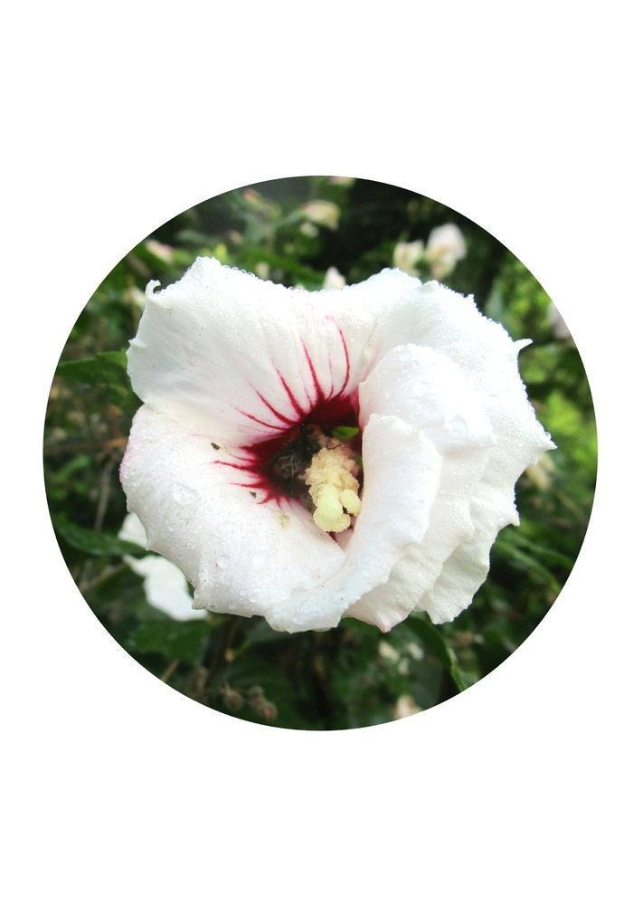 Rose Mallow