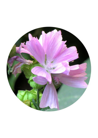 Pink Muskmallow