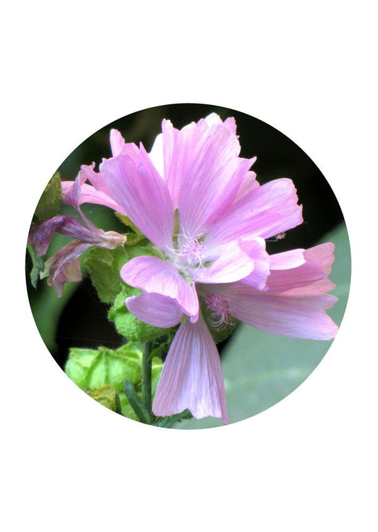 Pink Muskmallow