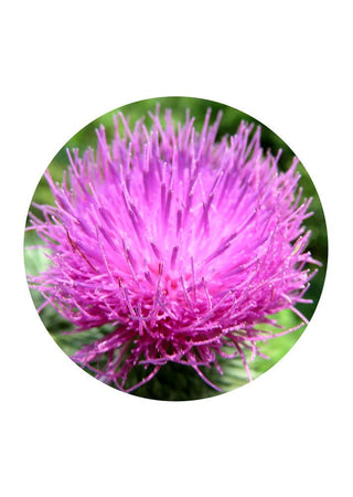 Spear Thistle