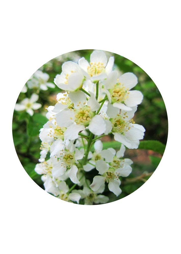 Bird Cherry Mamboya Mamboya Flower Essences Bird cherry mamboya mamboya flower essences