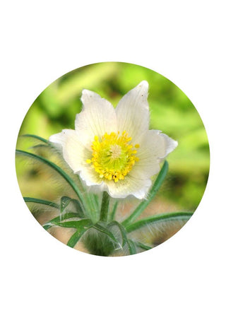 Alpine Anemone