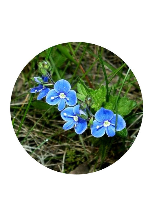 Germander Speedwell