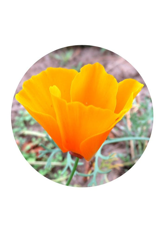 California Poppy