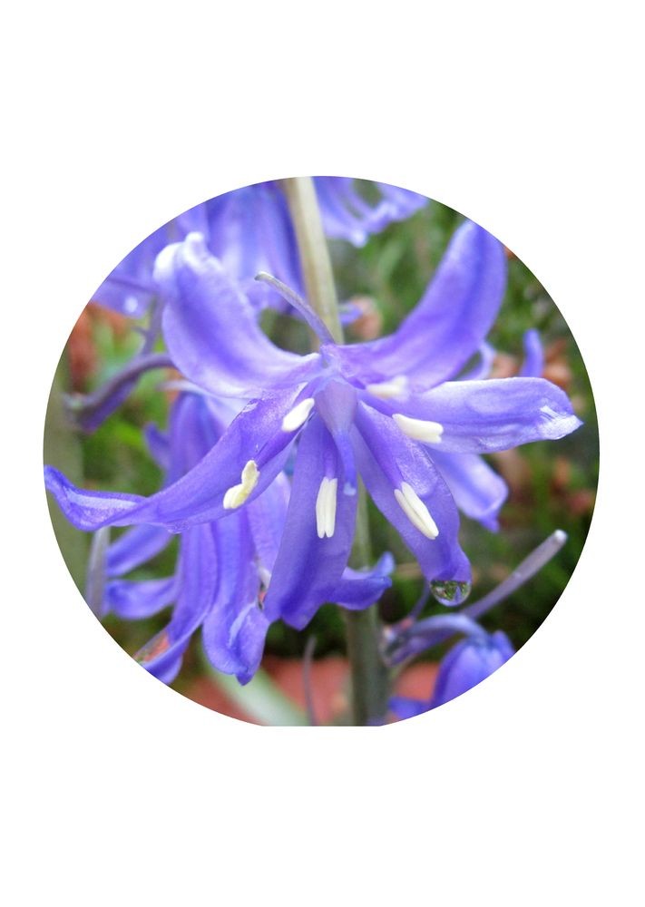 Creeping Bellflower