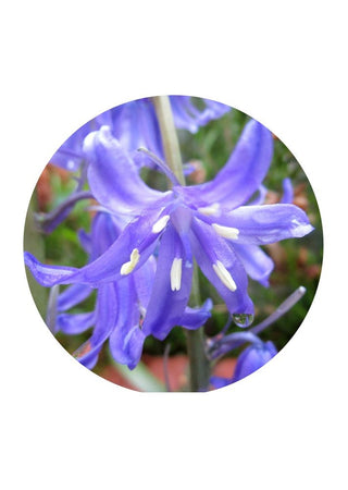 Creeping Bellflower