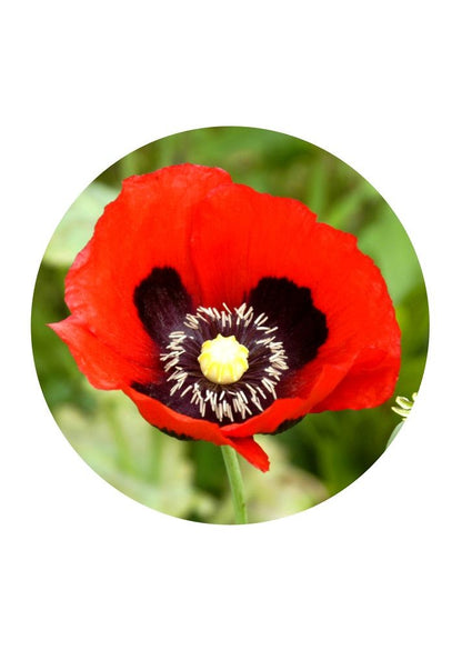 Roter Mohn