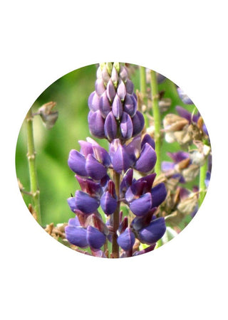 Blaue Lupine