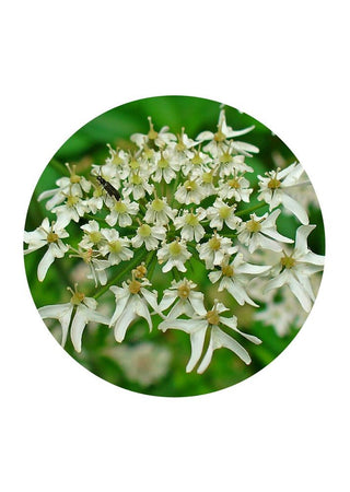 Hogweed