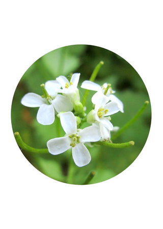 Garlic Mustard