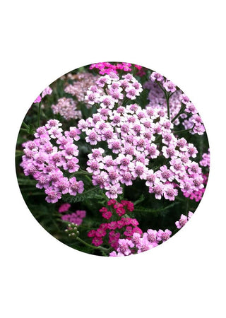 Pink Yarrow