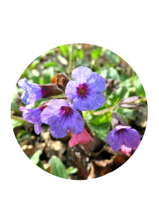 Lungwort