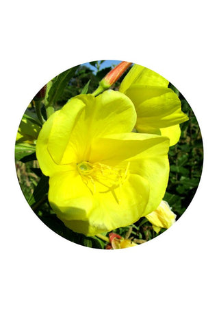 Evening Primrose