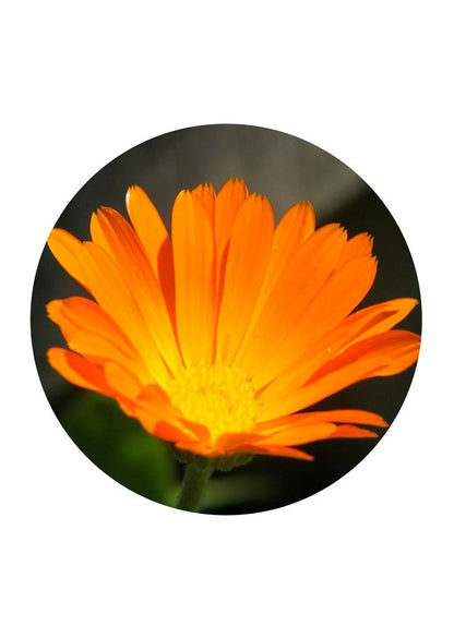 Calendula