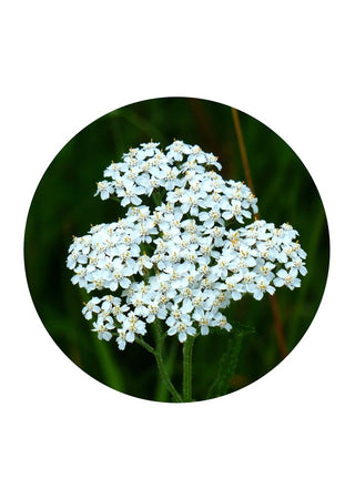 White Yarrow