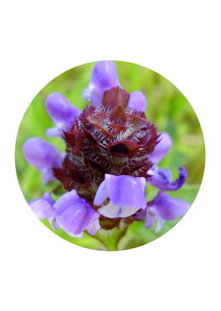 Self-Heal