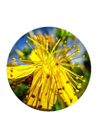 Saint John‘s Wort