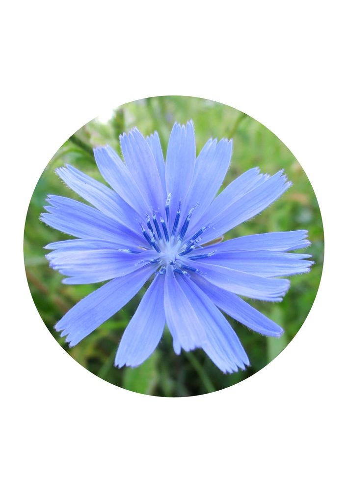 Chicory